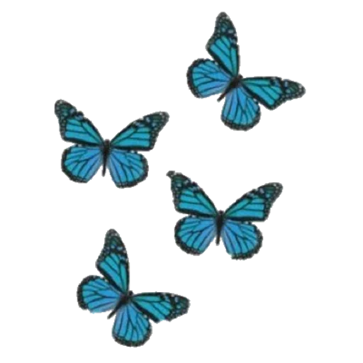 бабочка, синяя бабочка, бабочки 10 15, голубая бабочка, бабочка бабочка