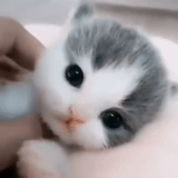 cats, cute cat, funny cats, cute cats, charming kittens