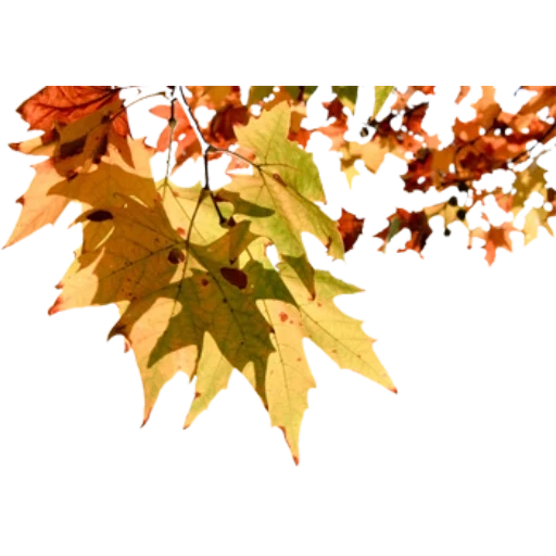 осенний клен, листва осень, кленовый лист, осень желтые листья, кленовый лист осенний