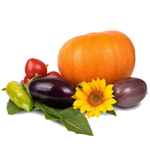 овощи, фон овощи, осень тыква, осенние фрукты овощи, семена овощей белом фоне