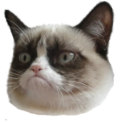 meme cat, grumpy cat, a sullen cat, a disgruntled cat, disgruntled cat meme