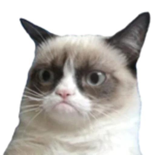 un gatto meme, grumpy cat, gatto accigliato, gatto grupi gatto grupi, gatto insoddisfatto dagli occhi blu