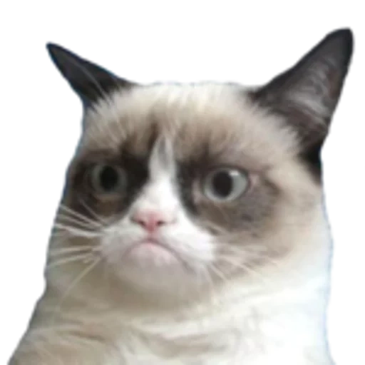 meme cat, gato rabugento, gato sombrio, grumpy kat cat grumpy, gato descontente com olhos azuis