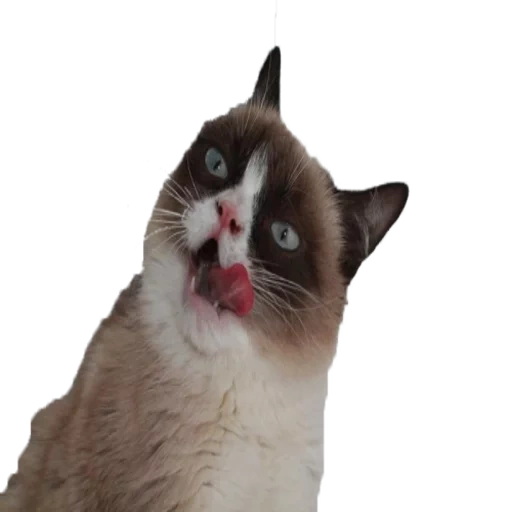 gato, meme de gato, mema de gato, gato omg, el gato es sombrío