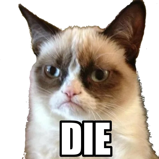 cat meme, grumpy cat, a sullen cat, dull cat meme, grubi cat grubi cat