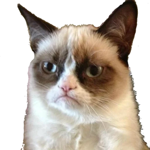 grumpy cat, frowning cat, a sullen cat, the cat is angry, dull cat meme