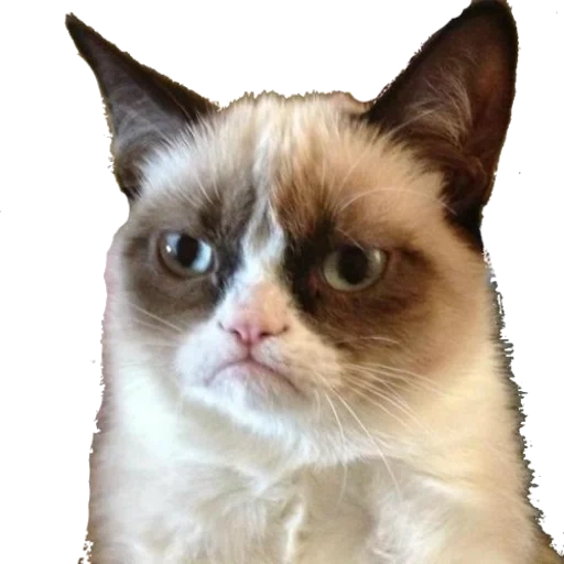 grumpy cat, stirnrunzelnde katze, die unglückliche katze, die katze wird wütend, langeweile katzenmeme