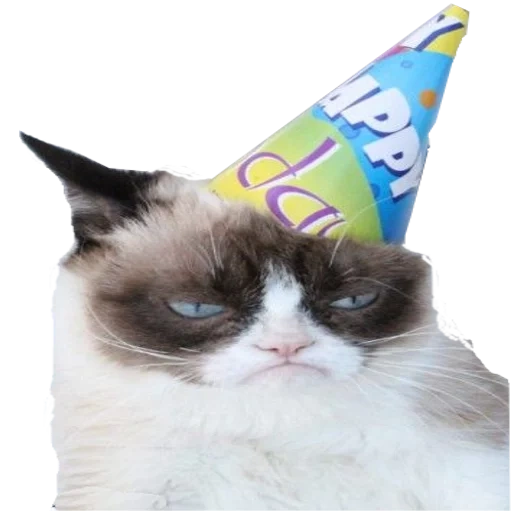 grampies kat, signe de chat grincheux, joyeux anniversaire meme chat, chat triste chat grincheux, mem sombre anniversaire de chat