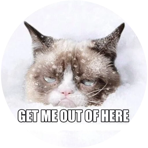 evil cat, grumpy cat, frowning cat, cat snow meme, a disgruntled cat