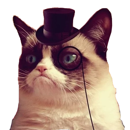 gatto, un gatto meme, fumo di gatto, grumpy cat, gatto accigliato