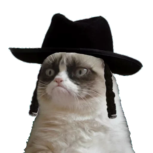 gato, meme cat, meme de gato, gato sombrio, meme de gato insatisfeito