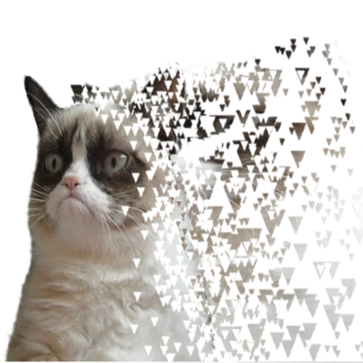 meme cat, cat mama, the cat is angry, live cat, disgruntled cat meme