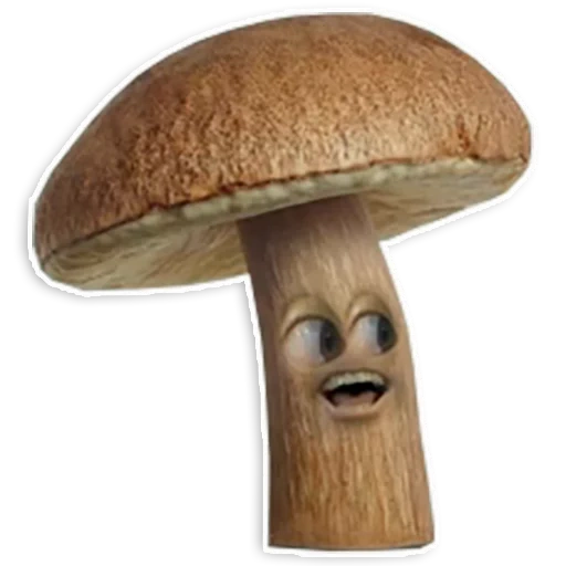 cogumelo, cogumelo, cogumelo sem fundo, cogumelo grande, cogumelo obama de fundo branco