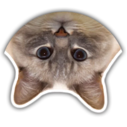 cat, cat's head, cat's head, cat 512x512, funny cat