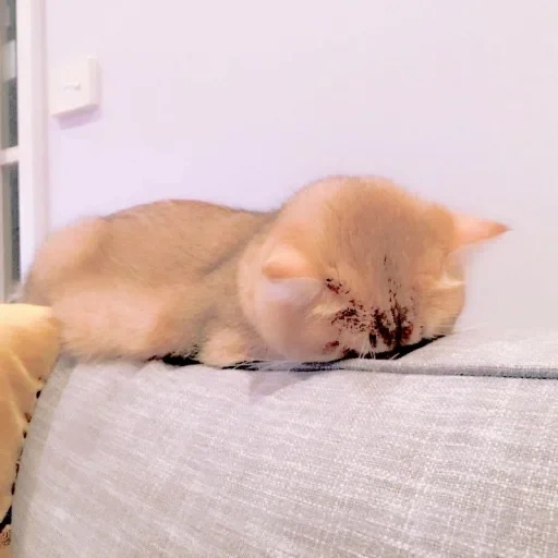 котик, кошки, кошечка, котик рыжий, персидская кошка спит