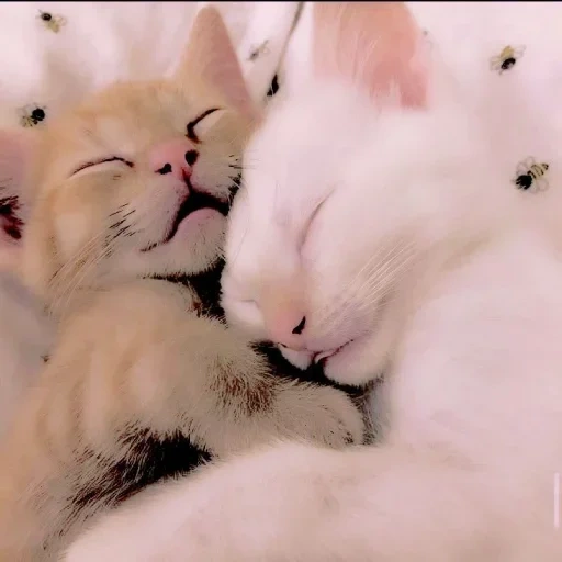 котики, котята милые, милые котики, сладких снов котик, милые котики обнимаются пикчи