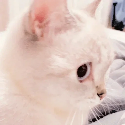 кот, ибо котик, кошка белая, милые котики белые, белая кошка карими глазами