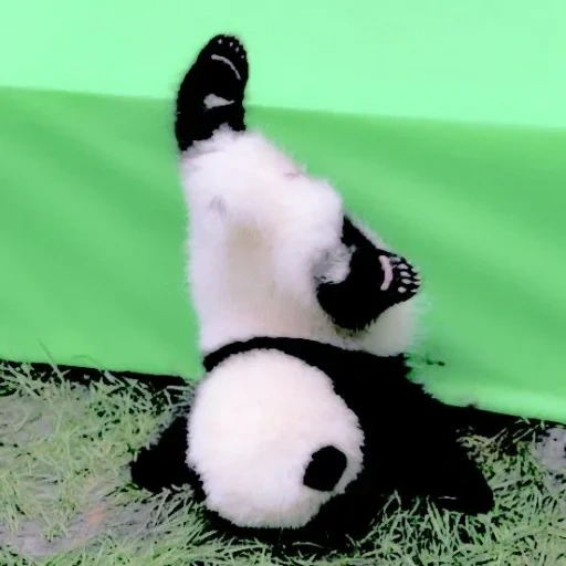 панды, a panda, панда панда, забавные панды, неуклюжая панда