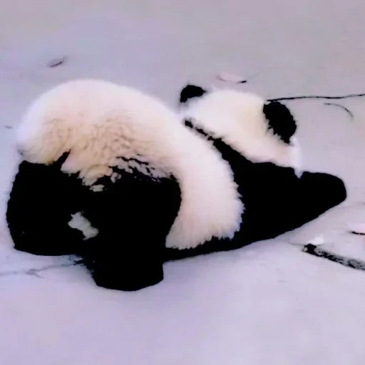 панда, пандочка, милая панда, медведь панда, неуклюжая панда