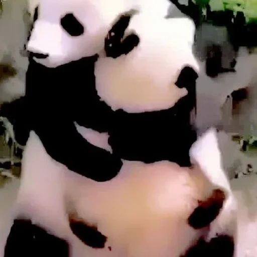 panda, панда, большая панда, панда животное, гигантская панда