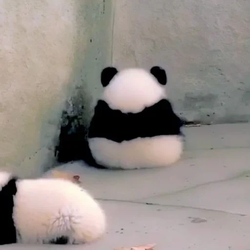 панда милая, детёныш панды, животные панда, животные милые, обиженная панда