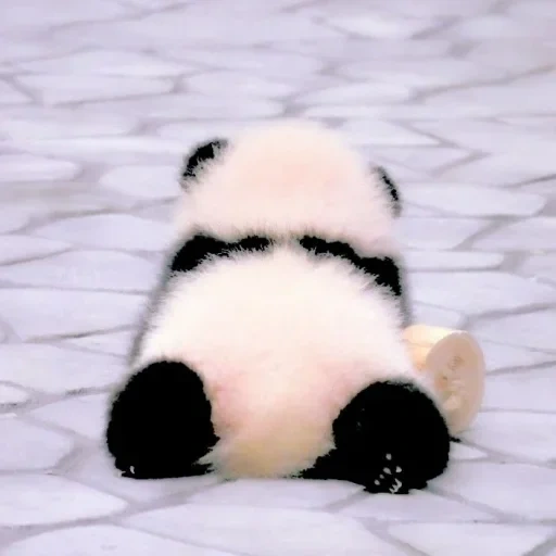панда, милая панда, панда панда, большая панда, детеныш панды