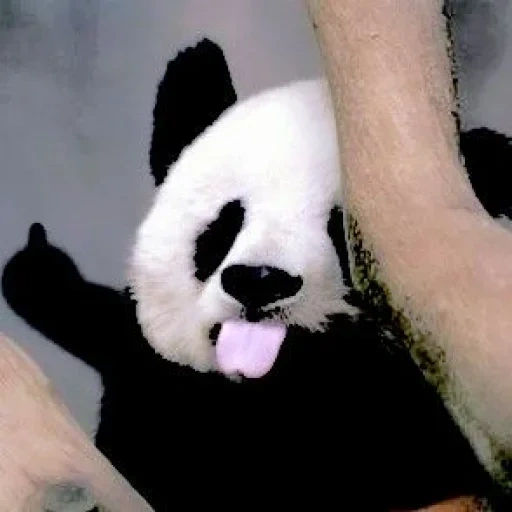 панда, панда милая, большая панда, панда детеныш