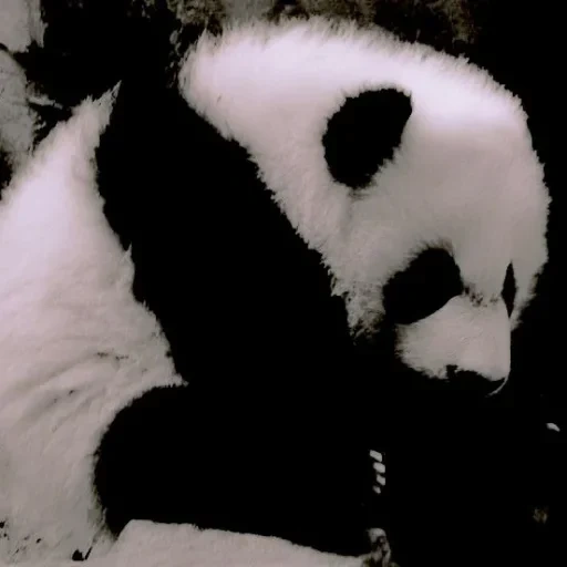 панда, панда клип, милая панда, панда панда, панда черно белая