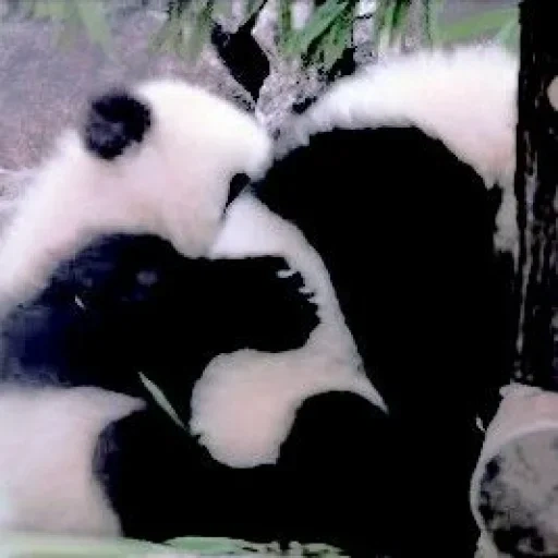 панда, милая панда, большая панда, животные панда, панда животное