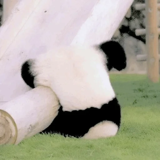 панда, панда панда, смешная панда, панда животное, гигантская панда