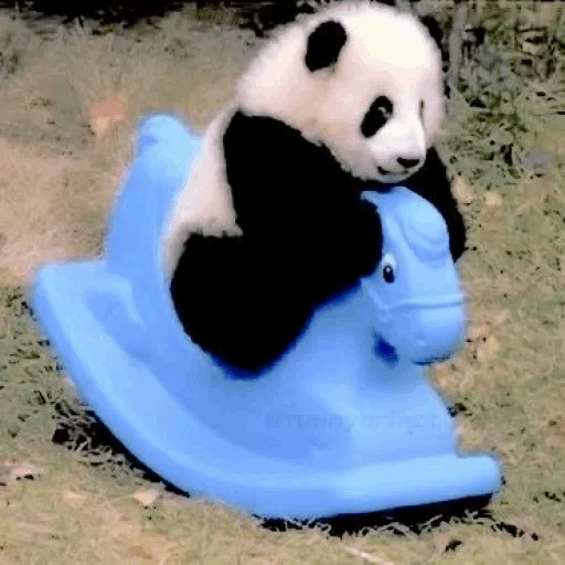 панда, панда лошадке, панда катится, панда катается горки, самые милые животные