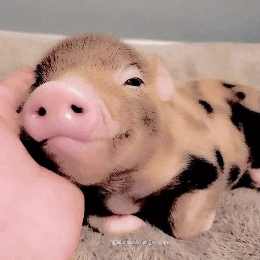 свинка пигги, свинка мини пиг, поросенок милый, маленькая свинка, мини пигги свинка