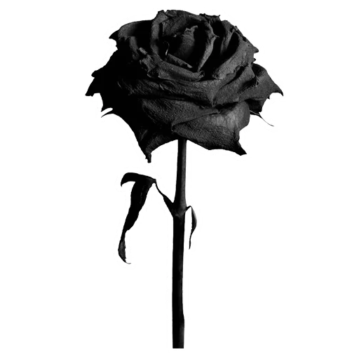 schwarze rose, schwarze rosen, schwarze blumen, schwarze rosenblume, schwarze rose mit einem weißen hintergrund