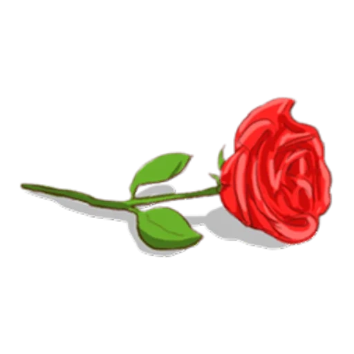 rosebud, roses, rose red, rose pink, rose clip