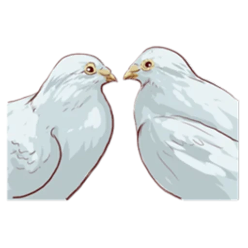 two pigeons, pigeon pair, white dove, two white doves, pencil carrier pigeon