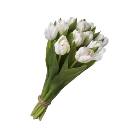 белый тюльпан, тюльпаны букеты, тюльпан уайт букет, тюльпаны букет белые, букет белых тюльпанов