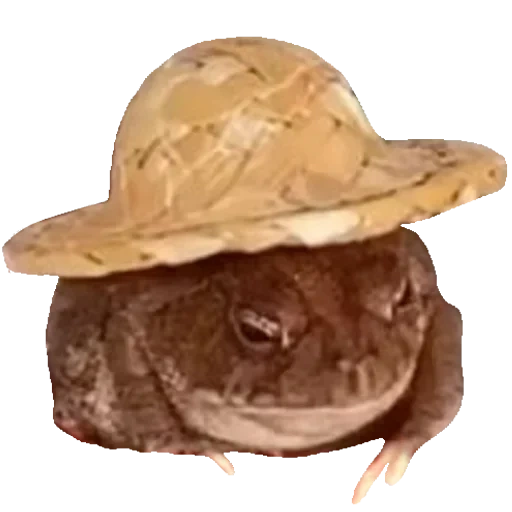 жаба шляпке