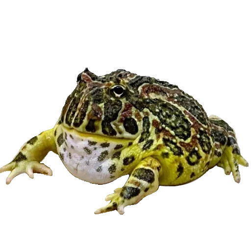 затаивание, жаба лягушка