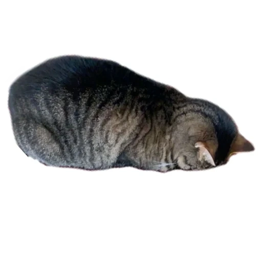 gato, gatos, gato, gatos, gatitos durmientes con fondo transparente