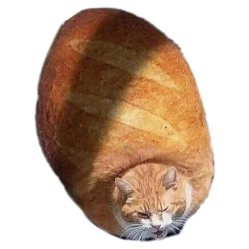 gato gato, pão de gato, pão de gato, pão de gato, o gato é um monte de pão
