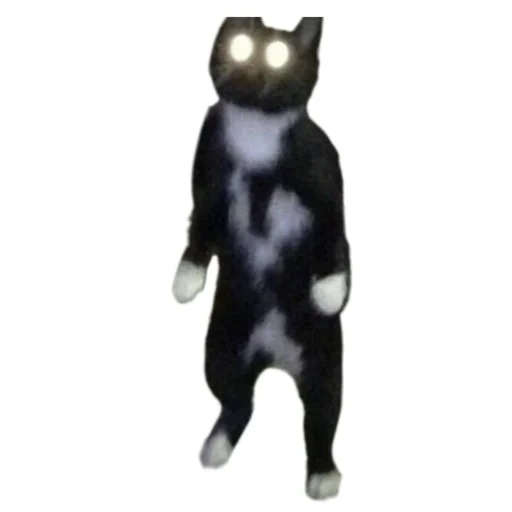 cat, die katze, die katze, lächerliche tiere, meme katze schwarz spielzeug