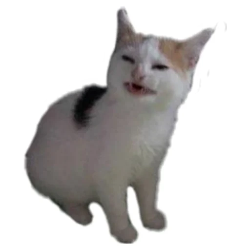 gatto, gatto, cat disgustoso, il gatto è uno sfondo bianco, cat memic con sfondo bianco