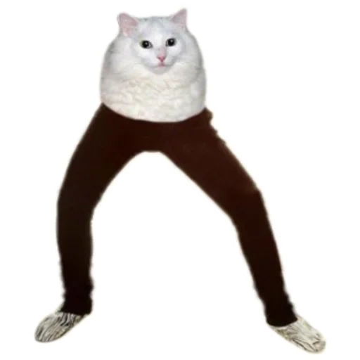 gato, gato pichot, el gato todo tiempo, gatos rodeados, dancing cat mem