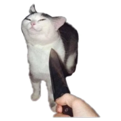 the knife cat, the knife cat, the knife cat, katzenmesser-meme, the knife cat