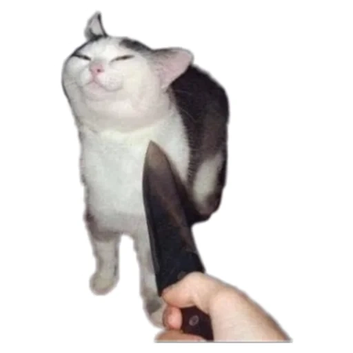 un gatto con un coltello, il gatto è un coltello, un gatto con un coltello, gatto con un meme di coltello, un gatto con un coltello