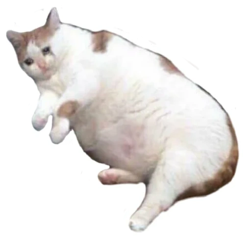die fette katze, die fette katze, fett weinende katze, fette katze auf weißem hintergrund, pop katze transparenter boden