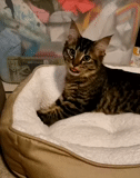 kucing, kucing, hewan, tempat tidur kucing, kucing bengal