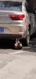 автомобиль, король артур, смешные ролики, кот качает пресс под машиной, кот качающий пресс под машиной мем