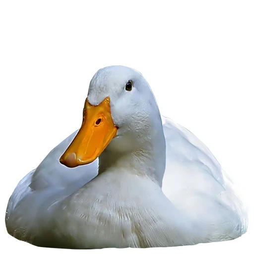 duck, white duck, duck cherry welly, duck is white