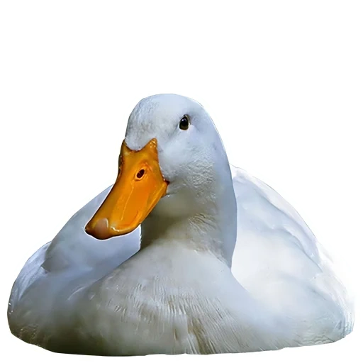 canard, canard blanc, welly de cerise de canard, le canard est blanc